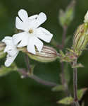 Bladder campion